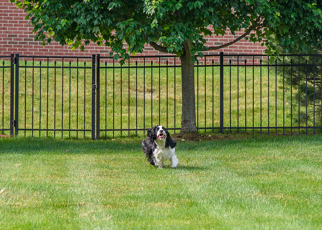 Dog Fence Company RI & MA