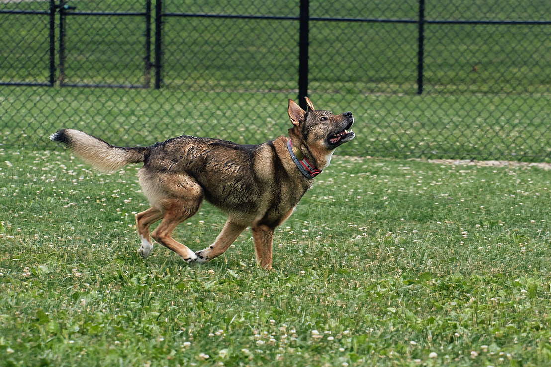 Dog Fence Installers